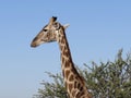 Head of giraffe against background of clear blue sky and green acacia tree at Okonjima Nature Reserve, Namibia