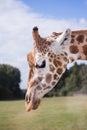 The head of a giraffe against a blue sky Royalty Free Stock Photo