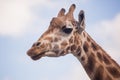 The head of a giraffe against a blue sky Royalty Free Stock Photo