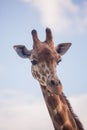 The head of a giraffe against a blue sky Royalty Free Stock Photo
