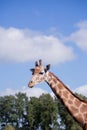 The head of a giraffe against a blue sky Royalty Free Stock Photo