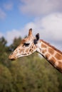 The head of a giraffe against a blue sky Royalty Free Stock Photo