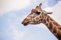 The head of a giraffe against a blue sky Royalty Free Stock Photo