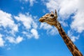 The head of a giraffe against the sky Royalty Free Stock Photo