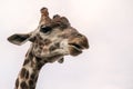 Head of a giraffe against the sky, closeup Royalty Free Stock Photo