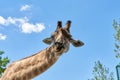 The head of a giraffe against blue sky with clouds Royalty Free Stock Photo