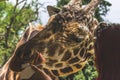 Head of a giraffe being touched