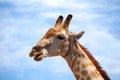 Head of giraffe on blue sky with white clouds background close up on safari in Chobe National Park, Botswana, Southern Africa Royalty Free Stock Photo