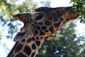 Head of a giraffe close-up against the background of the sky and trees Royalty Free Stock Photo