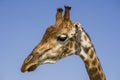 Head of a giraffe close-up against the sky in the zoo