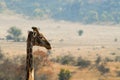 Head of a giraffe in front of Savannah