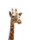 Head of giraffe isolated Royalty Free Stock Photo