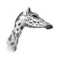 The head of a giraffe sketch black and white vector graphics drawing Royalty Free Stock Photo