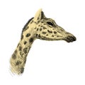 The head of a giraffe sketch colorful vector graphics drawing. African wildlife doodle illustration, Profile portrait of a giraffe Royalty Free Stock Photo