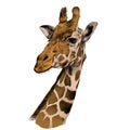 The head of a giraffe sketch Royalty Free Stock Photo