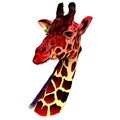 The head of a giraffe sketch Royalty Free Stock Photo