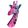 The head of a giraffe sketch Royalty Free Stock Photo