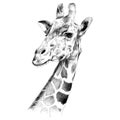 The head of a giraffe sketch Royalty Free Stock Photo