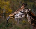 Head of giraffe with tongue out