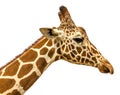 Head of a giraffe on a white background