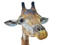 A head of giraffe with white background