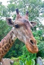 Head of giraffe in a zoo.