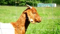 The head of a goat behind a fence Royalty Free Stock Photo