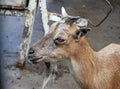 Head of a goat close up. Moscow Zoo. Royalty Free Stock Photo