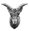 The head of the goat from the front symmetrical with large horns