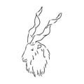 the head of a goat with large screw horns and thick hair looks straight full-face, sketch vector graphics monochrome Royalty Free Stock Photo