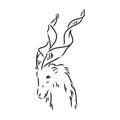 the head of a goat with large screw horns and thick hair looks straight full-face, sketch vector graphics monochrome Royalty Free Stock Photo