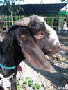 head of goats etawa who will be sacrificed on the feast of eid al-adha on friday, september 1, 2017