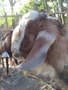 head of goats etawa who will be sacrificed on the feast of eid al-adha on friday, september 1, 2017