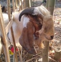 head of goats etawa who will be sacrificed on the feast of eid al-adha in a village on friday, september 1, 2017