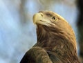 Head of the golden eagle bird of prey is a close-up view from below Royalty Free Stock Photo