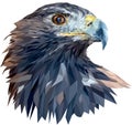 The head of a golden eagle close-up. Vector. Polygonal graphics.