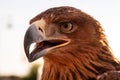 Steppe Golden Eagle. The head of a golden eagle with an open beak, close-up Royalty Free Stock Photo