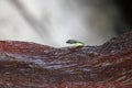 Head of Golden tree snake snake, that rise from the stones in the garden Royalty Free Stock Photo