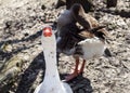 Head of the goose close up a cheerful muzzle