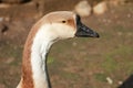 The head of the goose.Closeup. The background out of focus