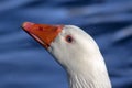 PPortrait of a goose with blue eyes. Closeup. Royalty Free Stock Photo