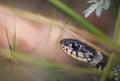 The head of a grass snake Royalty Free Stock Photo