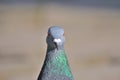 Head gray pigeon.