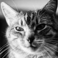 Head of a gray retro cat close-up, black and white. Face of a old male cat, monochrome portrait Royalty Free Stock Photo