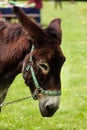 Head of grazing donkey