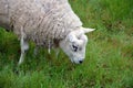 Head of grazing white sheep and green grass photography