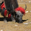 Head of a grazing yak in Gokyo Royalty Free Stock Photo