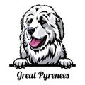 Head Great Pyrenees - dog breed. Color image of a dogs head isolated on a white background Royalty Free Stock Photo