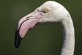 Head of Greater Flamingo isolated against green background Royalty Free Stock Photo