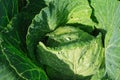 A Head Of Green Cabbage Growing In A Farm Field.